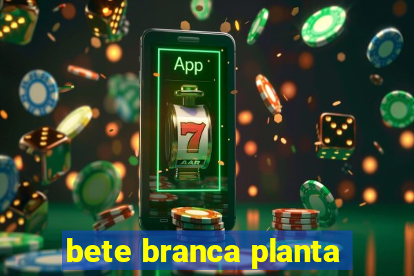 bete branca planta